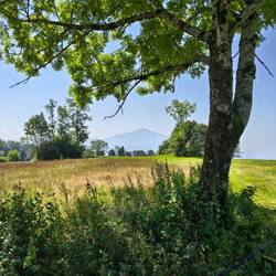 Rigi