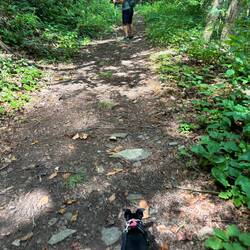 Pepper hiking with us at Brush Creek