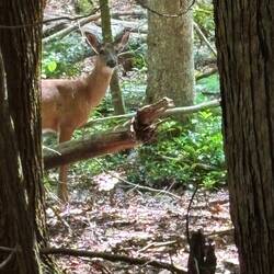 A deer posing for me