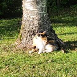 Leni nimmt ein Sonnenbad auf dem Campingplatz.