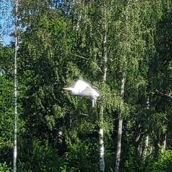 ...lieber davon fliegt.