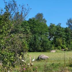 ...und ein Reiher, der doch...