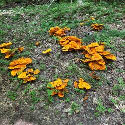 Mushrooms along trail