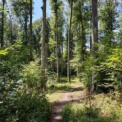 Abstieg nach Câmpu Cetății