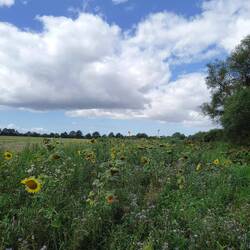 über die Sonnenblumen Blick auf den Wasserturm