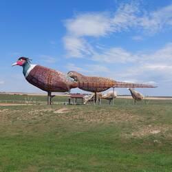 Pheasants On The Prairie