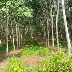 Rubber trees