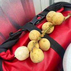 Longan fruit shared by a man at 7-eleven