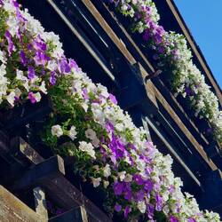Grimentz für seine Blumen bekannt