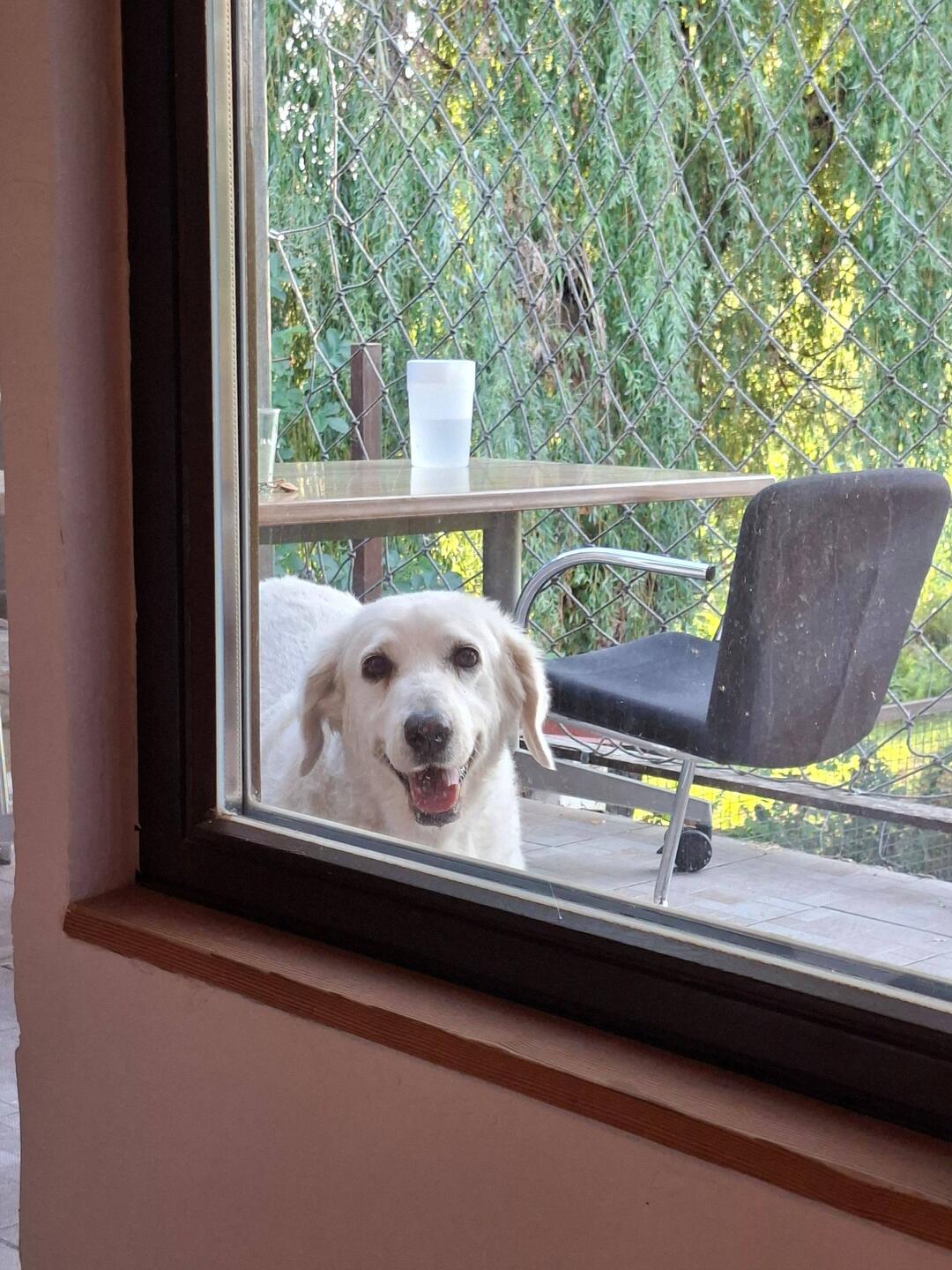 Nachbarshund auf Besuch