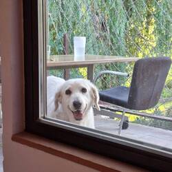 Nachbarshund auf Besuch