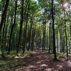 Der Weg nach Sovata führte immer wieder durch dunkle Wäldstücke.