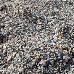 Muschelstrand