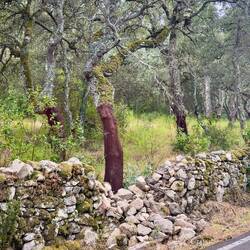 Korkeichen, schon "abgeerntet"