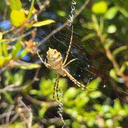 Seidenglänzende Radspinne