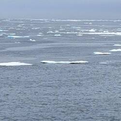 Pack ice yesterday.