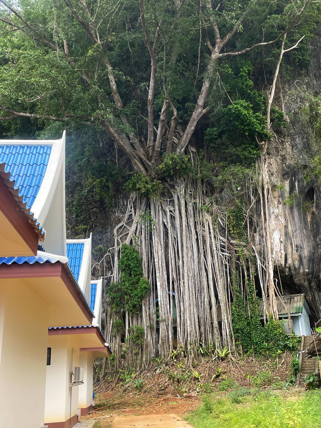 Those roots were crazy
