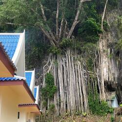 Those roots were crazy