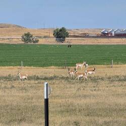 Mule dear roaming Wyoming ranches