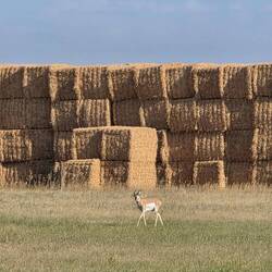 Mule dear roaming Wyoming ranches