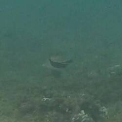 Theoretisch nicht illegal zu fangen, aber man riskiert eine dricke Lippe am Strand von einheimischen