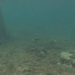 Humuhumunukunukuapua'a (Picassodrückerfisch) State Fish of Hawaii