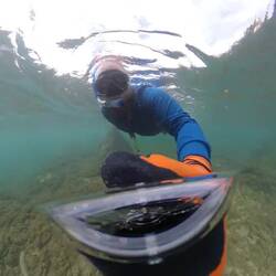Sooo viele Unterwasserschildkröten überall