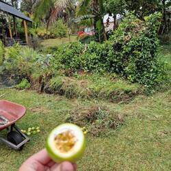Maracujá-Busch pflegen. Bonus: heruntergefallene Früchte.