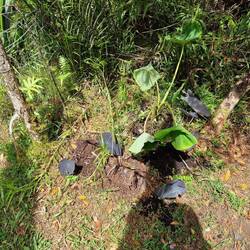 Die schönen Pflanzen hab ich zur Seite gelegt