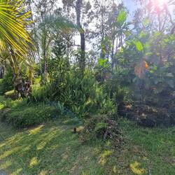 Überwachsene Vulkansteinecken von Unkraut befreien (rechts ist gemacht)