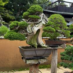 Over 1000 Years Old