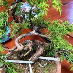 Bonsai Trees are Wired to Create Shape