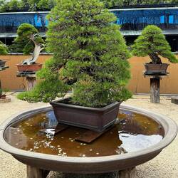 Worth One Million Dollars/Black Pine