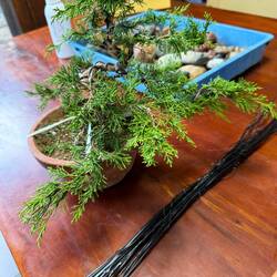 Bonsai Trees are Wired to Create Shape
