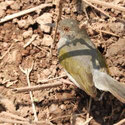 Grünrücken-Camaroptera