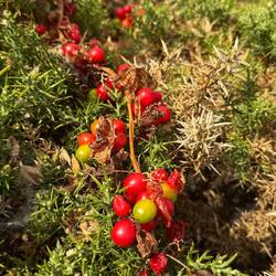 Soll ich die mal probieren, haha! 😜