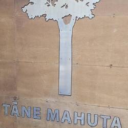 Der größte Baum in NZ