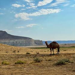 Una vedetta a caccia di intrusi 🐪