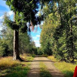 Im Almindinger Wald