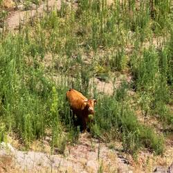 Schau wie sie schaut!