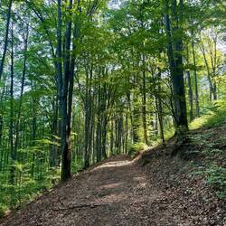 Zu Beginn der Wanderung ging es wieder mal durch einen Wald auf eine Anhöhe hinauf.