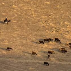 Ein berittener Schafhirte. So sieht Usbekistan aus, wenn es nicht bewässert wird.