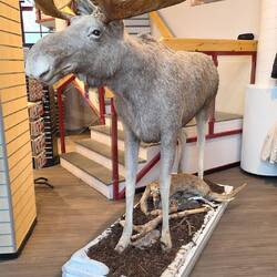 Der erste Elch bis jetzt 😬