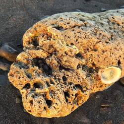 An oyster shell encrusted into rock. I thought it was fascinating anyway. 🤷‍♂️