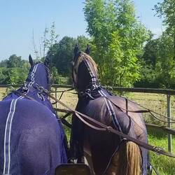 Schwupp - schon sind die Pferde weg....