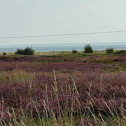 ... blühende Heide und im Hintergrund die Ostsee