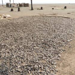 Der Gammelfisch wurde durch den Dreck geharkt