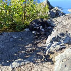 Čist je zmatran....