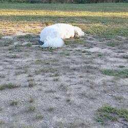 Einer von zwei Campingplatzhunden🥰