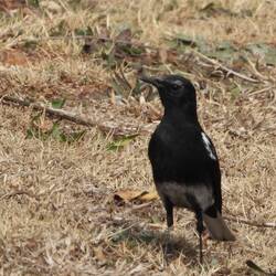 Mountain Chat